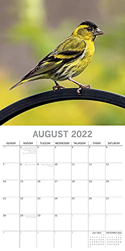2022 Birds - Square Wall Calendar