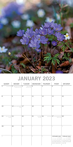 Wild Flowers - Wildflowers 2023-16 Month Calendar: Original Gifted Stationery Calendar [Multilingual] [Calendar] (Wall Calendar)