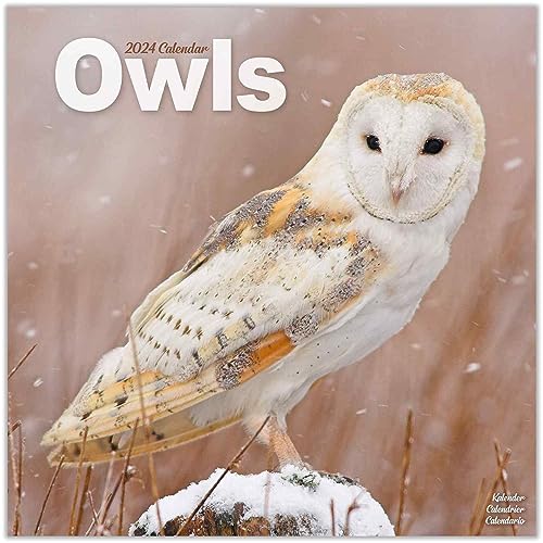 Owls Calendar 2024  Square Birds Wall Calendar - 16 Month