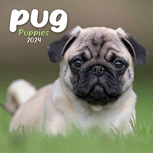 2024 Pug Puppies Mini
