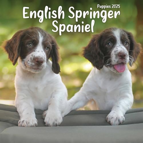 English Springer Spaniel Puppies Mini Wall Calendar 2025 (PFP)