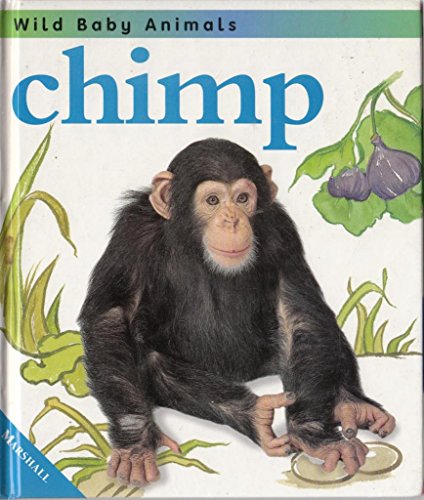 Chimp