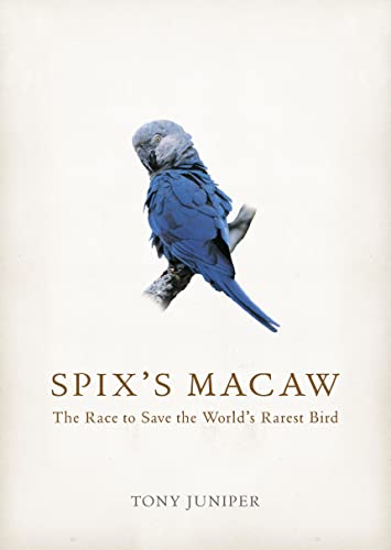 Spix's Macaw