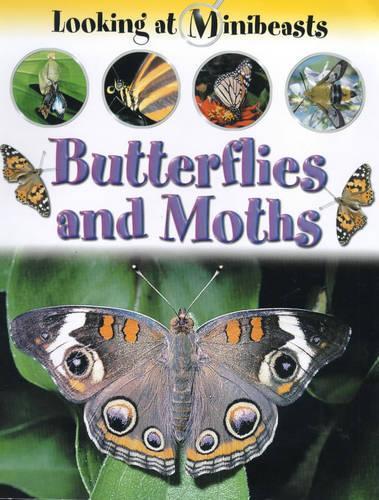 MINIBEASTS BUTTERFLIES & MOTHS