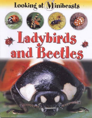 MINIBEASTS LADYBIRDS & BEETLES