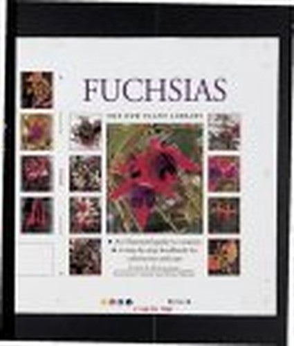 Fuchsias