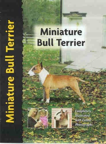 Miniature Bull Terrier