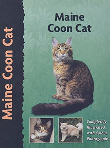 Main Coon Cat 