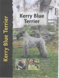 Kerry Blue Terrier 
