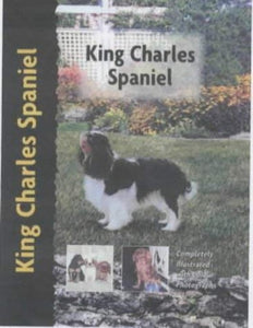King Charles Spaniel 