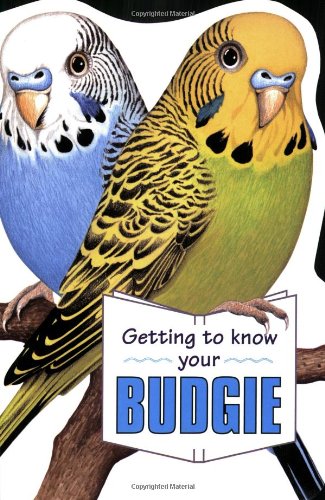 Getting to Know Your Budgie