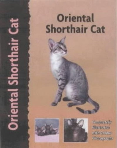 Oriental Shorthair Cat
