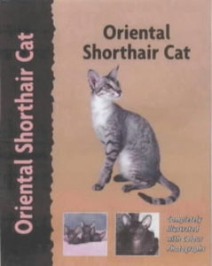 Oriental Shorthair Cat 