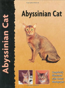 Abyssinian Cat 