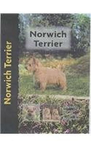 Norwich Terrier 