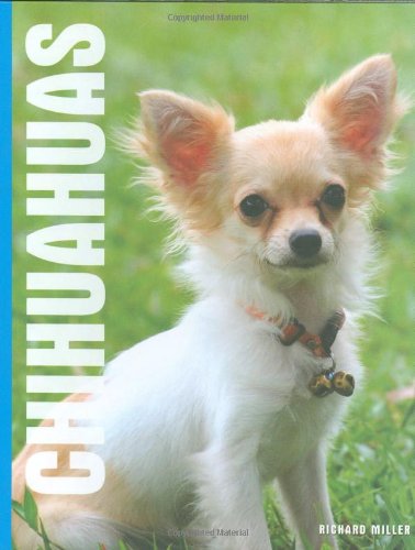 Chihuahuas