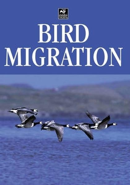 Bird Migration