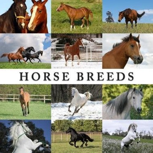 Horse Breeds