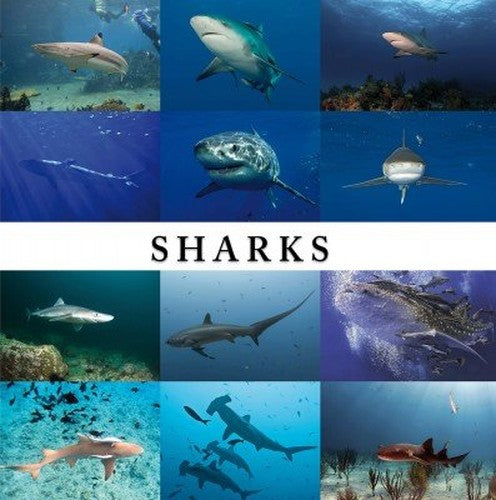 Sharks