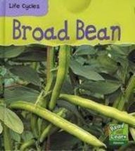 Broad Bean