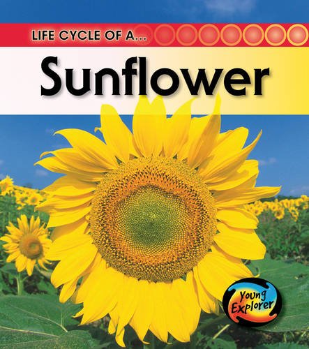 The Life Of A Sunflower
