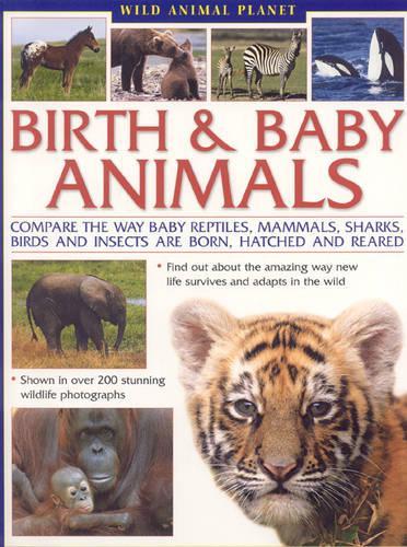 Wild Animal Planet: Birth and Baby Animals*** Out of Stock