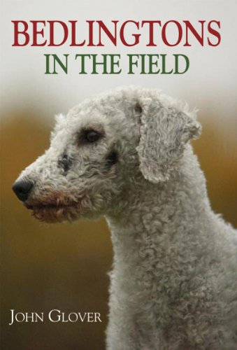 Bedlingtons in the Field