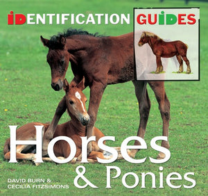 Horses & Ponies