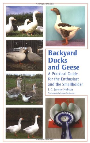 Backyard Ducks and Geese