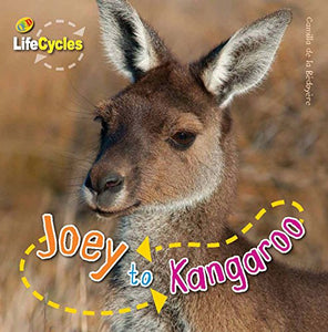 Lifecycles: Joey to Kangaroo 