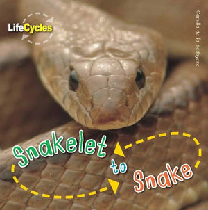 Snakelet to Snake