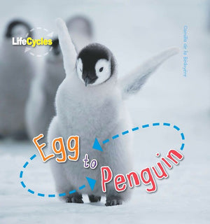 Egg to Penguin