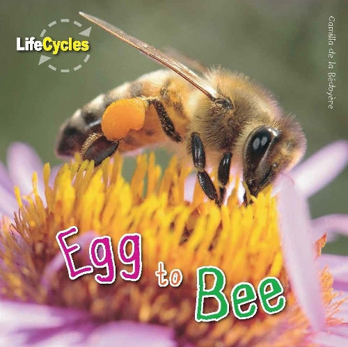 Egg to Bee