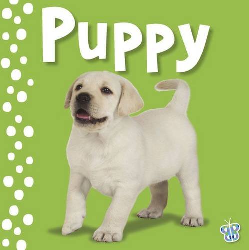 Touch and Feel Puppy