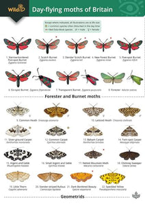 Guide to the Day-Flying Moths of Britain 