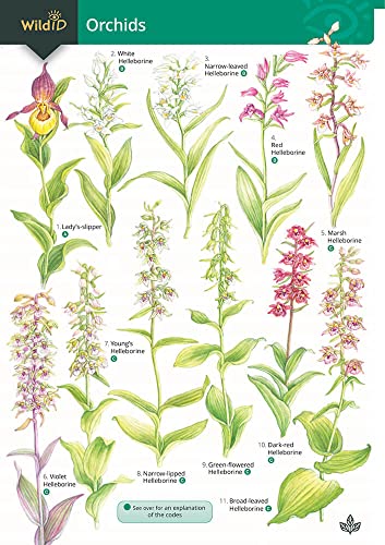 Guide to Orchids