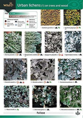 Guide to Common Urban Lichens