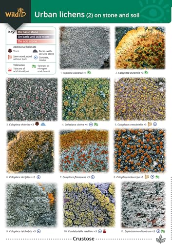Guide to Common Urban Lichens