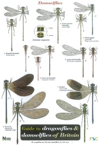 Guide to the Dragonflies and Damselflies of Britain