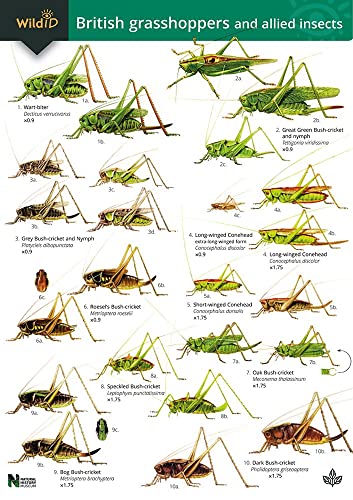 Guide to British Grasshoppers and Allied Insects