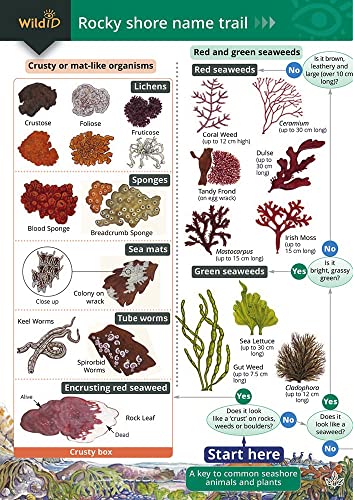 Rocky Shore Name Trail Chart