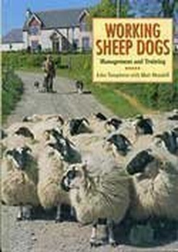 Working Sheep Dogs