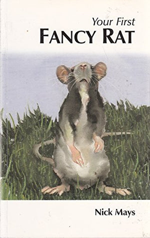 How to Care for Your Fancy Rat