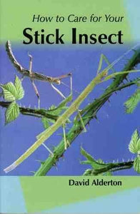 How to Care for Your Stick Insect 