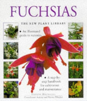 Fuchsias