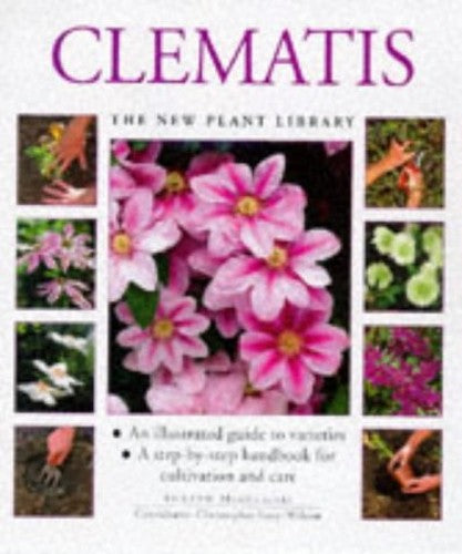 Clematis