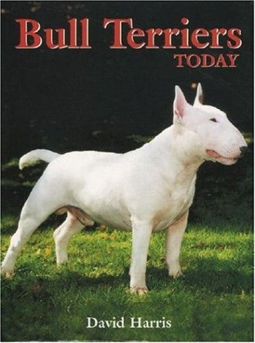 Bull Terriers Today