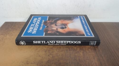 Shetland Sheepdogs