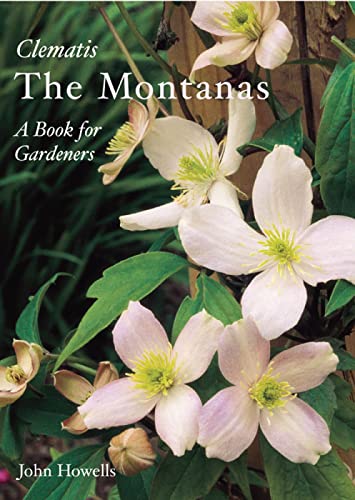 Montanas - Everyone's Clematis