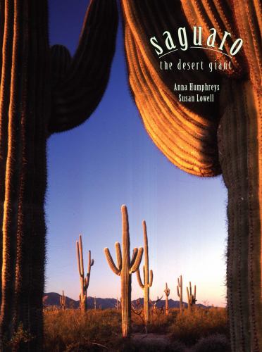 Saguaro